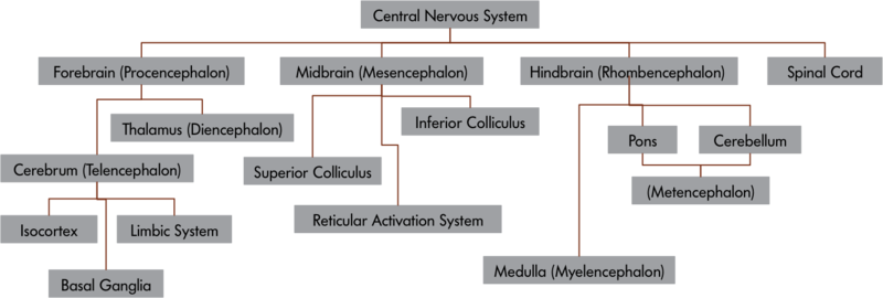 The central nervous system and its components – the CNS is comprised of 4 major distinct components: the Forebrain, the Midbrain, the Hindbrain and the Spinal Cord. The Forebrain, or Prosencephalon is comprised of Thalamus (Diencephalon), Cerebrum (Telencephalon), and the Cerebrum, is in turn comprised of Isocortex, the Limbic System and Basal Ganglia. The Midbrain or Mesencephalon is composed of Superior and Inferior Colliculi and the Reticular Activation System. The Hindbrain, or Rhombencephalon contains Medulla, Pons and Cerebellum with the latter two being a part of the Metencephalon. 