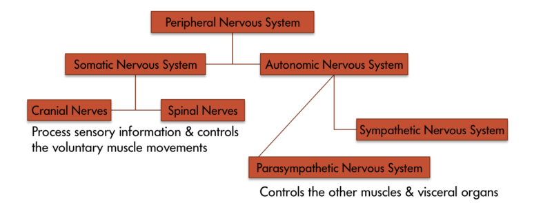 The various components of the peripheral nervous system – the peripheral nervous system consists of two parts – the somatic and the autonomic nervous system. Somatic nervous system is comprised of cranial nerves and spinal nerves which process sensory information and control the voluntary muscle movements. And the autonomic nervous system is comprised of the sympathetic nervous system and the parasympathetic nervous system which control other muscles and visceral organs. 