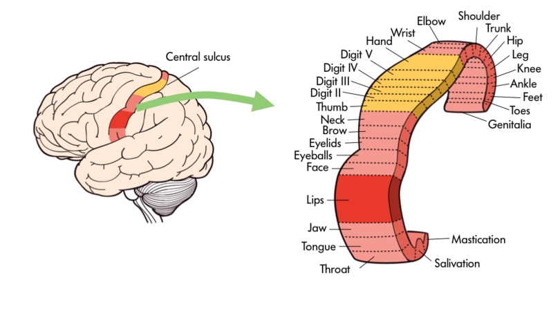 sencery strip Brain