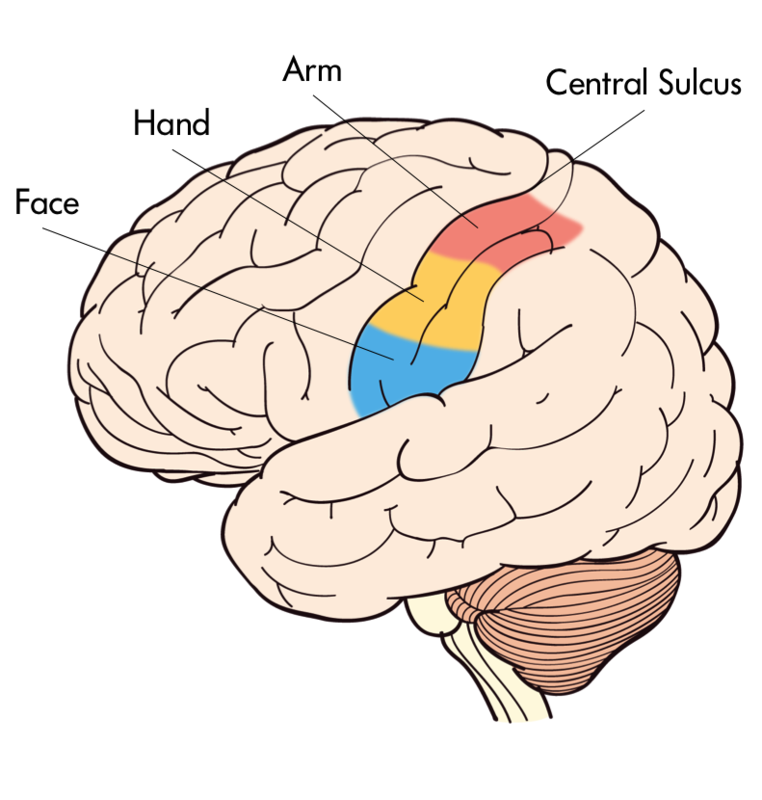 The Primary Somatosensory Cortex provides innervation to face, hand, arm among other body parts. 