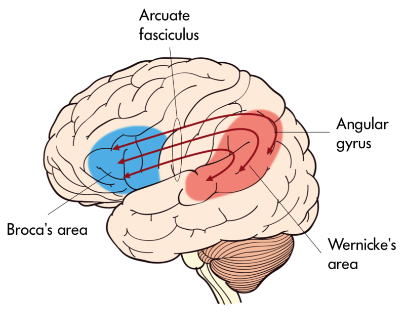 This image depicts Broca’s and Wernicke's areas in the brain with Broca’s being more anterior and Wernicke’s more posterior relative to one another with Arcuate Fasciculus in-between. 