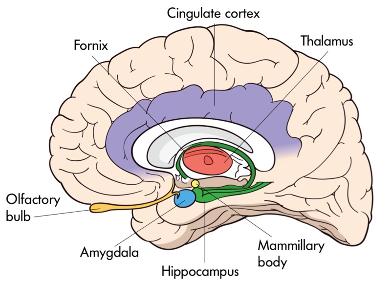 The interior of the brain with organelles including: Olfactory Bulb, Fornix, Cingulate Cortex, Thalamus, Mammillary Body, Hippocampus, and Amygdala. 