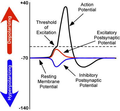 Changes in membrane potentials of neurons. Resting membrane potential is at -70 mV, inhibitory postsynaptic potential is a -80 mV, excitatory postsynaptic potential reaching the threshold of excitation at -50 mV, and completely depolarizing at +40 mV.