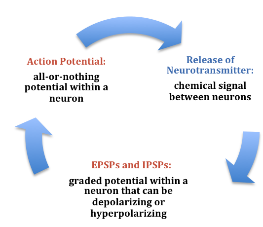 Summary of the electrochemical communication within and between neurons: Action potential (all-or-nothing potential within a neuron) leads to Release of neurotransmitters (chemical signals between neurons) which in turn leads to EPSPs and IPSPs (excitatory postsynaptic potentials and inhibitory postsynaptic potentials which are graded potentials within a neuron that can be depolarizing and hyperpolarizing). 