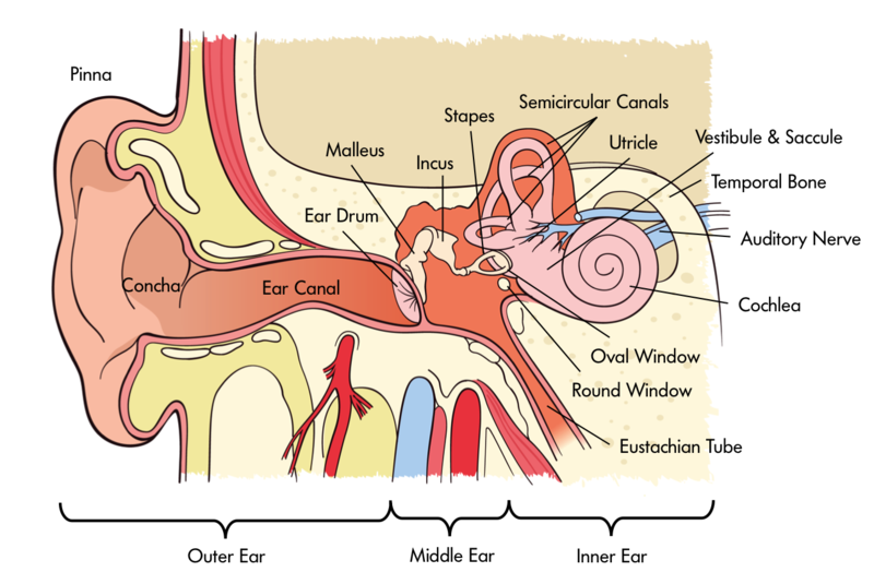 Diagram of the outer, middle, and inner ear.