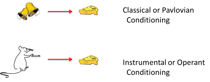 A representation of classical and operant conditioning. The top image shows ringing bells leading to food. The bottom image shows a rat pressing a lever which leads to it receiving food.  