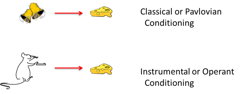 A representation of classical and operant conditioning. The top image shows ringing bells leading to food. The bottom image shows a rat pressing a lever which leads to it receiving food. 