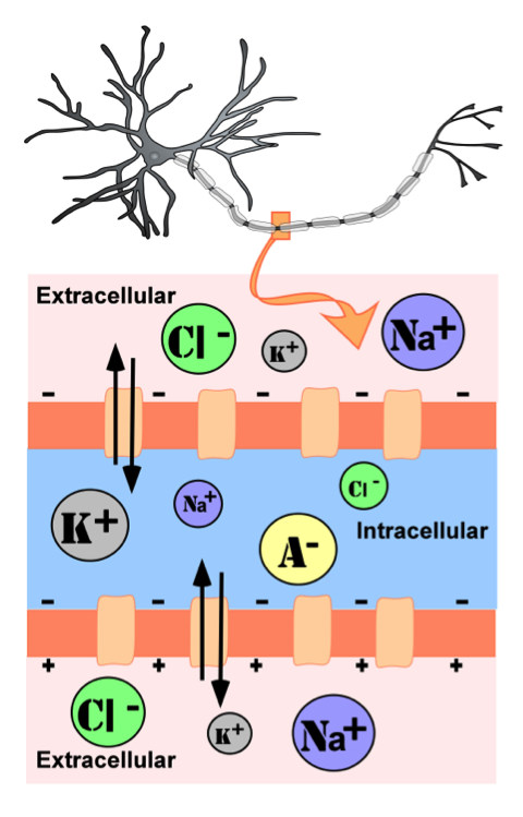 Representation of ion concentrations inside (intracellular) and outside (extracellular) a neuron in the unmylenated segment of the axon. With anions and potassium in higher concentrations inside the neuron and sodium and chloride in higher concentrations outside the neuron. Representation of ion concentrations inside (intracellular) and outside (extracellular) a neuron in the unmylenated segment of the axon. With anions and potassium in higher concentrations inside the neuron and sodium and chloride in higher concentrations outside the neuron.