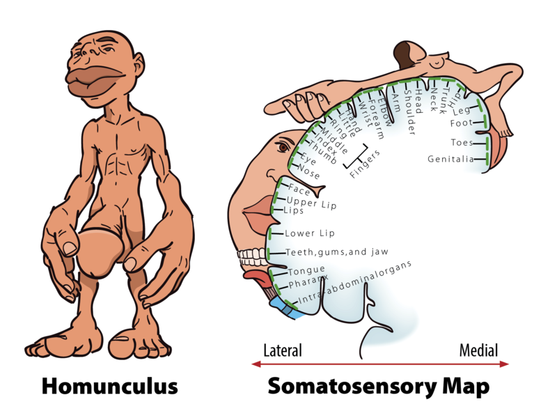 Drawing of a man with enlarged hands, feet, lips, and genitals, and image of the somatosensory cortex with correlated parts of the body.