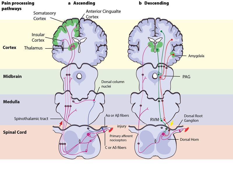 Cross sections of the cortex, midbrain, medulla, and spinal cord and the pain processing pathways traveling through them.