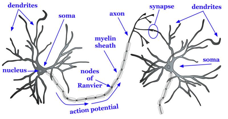 Diagram of two neurons with parts labeled - dendrites, nucleus, soma, axon, (pathway of) action potential, nodes of Ranvier, myelin sheath and synapse.
