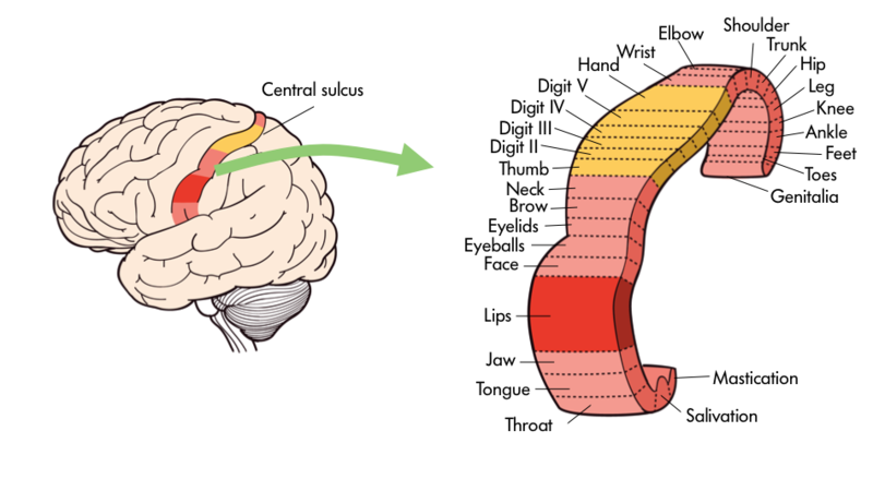 An illustration shows the primary motor cortex and is labeled from end to end with various body parts/reflexes - mastication, salivation, throat, tongue, jaw, lips, face, eyeballs, eyelids, brow, neck, thumb, digit II, digit III, Digit IV, digit V, hand, wrist, elbow, shoulder, trunk, hip, leg, knee, ankle, feet, toes, and genitalia.