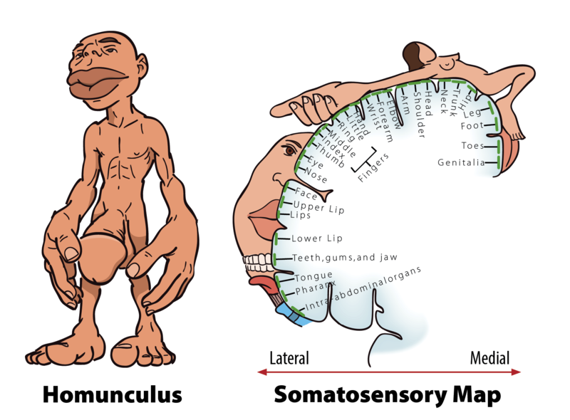 Diagrams of the Homunculus and Somatosensoy Map described in the text.