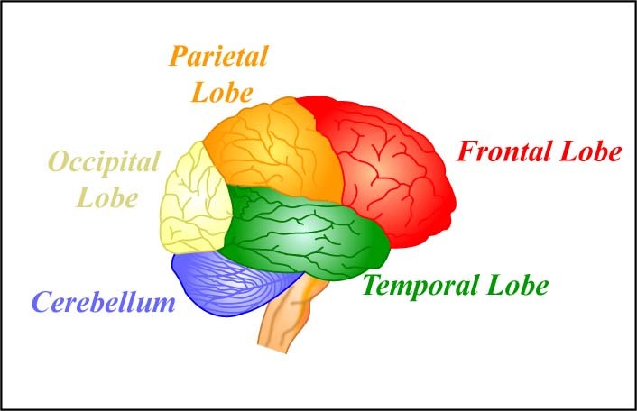 The four lobes of the brain and the cerebellum.