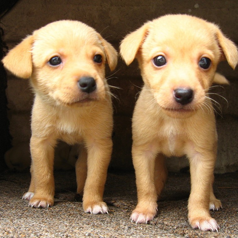 Two nearly identical puppies stand side by side.