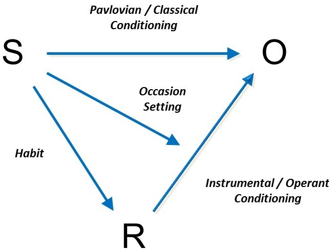 Image depicts the combination of classical and operant conditioning which typically occur in the real world. The process, or the interplay between stimuli, reinforcers, and outcomes, is described in the preceding paragraphs.