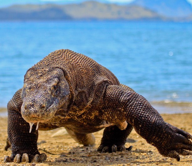 A Komodo Dragon walking across a beach.
