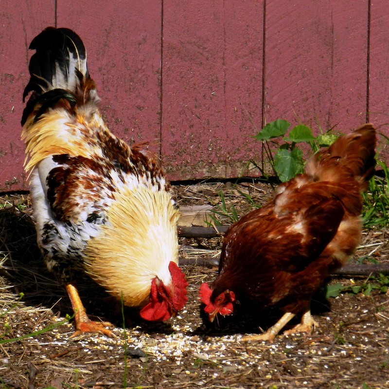 A large multicolored rooster and a smaller hen with only brown feathers eating corn in the yard.
