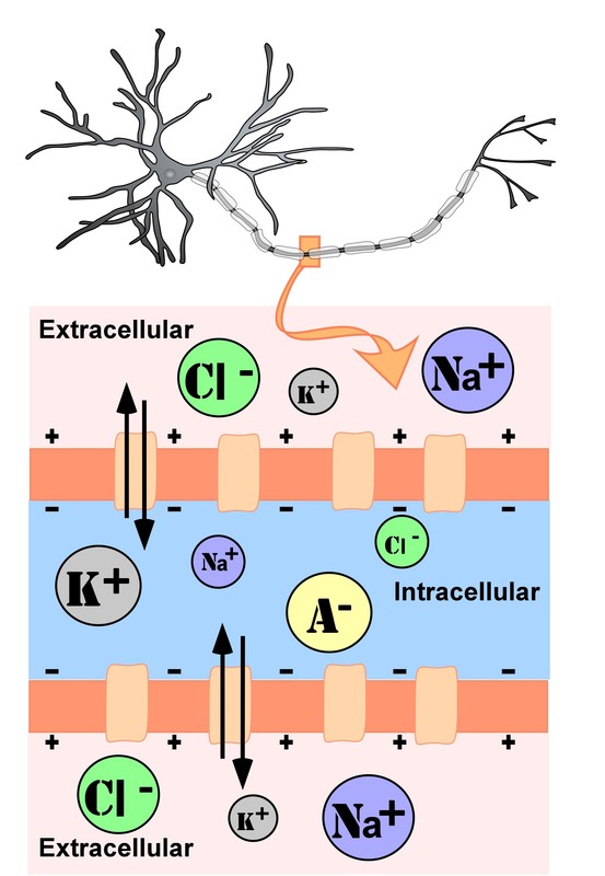 Representation of ion concentrations inside (intracellular) and outside (extracellular) a neuron in the unmylenated segment of the axon. With anions and potassium in higher concentrations inside the neuron and sodium and chloride in higher concentrations outside the neuron.