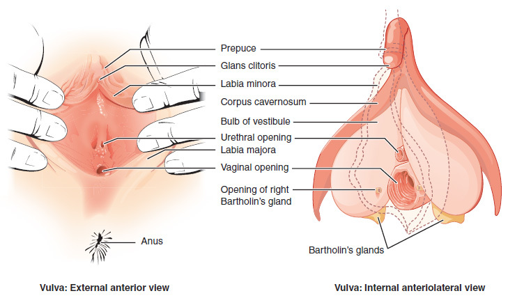 A diagram showing the external anterior and internal anteriolateral view of the vulva. 