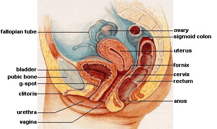 A cross-sectional diagram of the female internal sex organs.