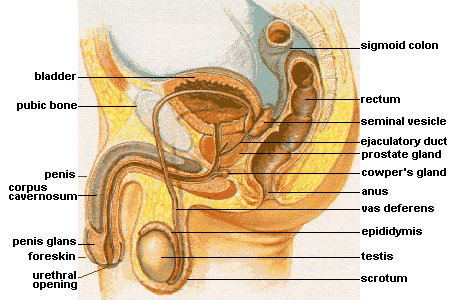 A cross-sectional diagram of the male internal sex organs.