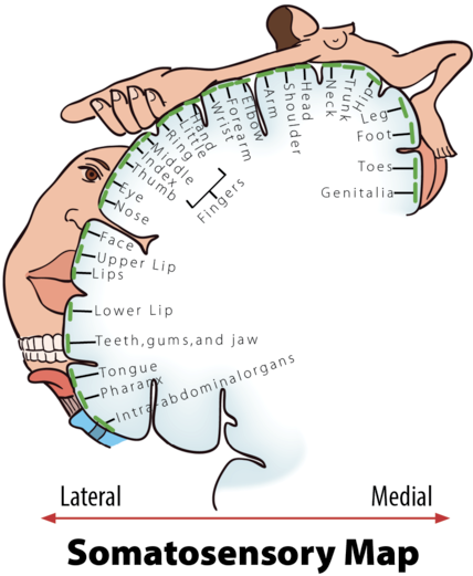 A somatosensory map showing the somatosensory cortex in the brain and the areas in the human body that correspond to it - they are also drawn in proportion to the most sensitive or the most innervated parts of the body. For example, lips, hands, and genitals are disproportionally large showing that they are especially sensitive.