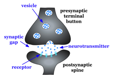 Characteristics of a synapse: A synapse is a gap between two neurons – a presynaptic neuron and a postsynaptic neuron. When an action potential arrives at the synaptic gap, vesicles with neurotransmitter bind to the membrane of the presynaptic neuron and release the neurotransmitter into a synaptic gap. Neurotransmitter then binds to the receptors on the postsynaptic neuron. 