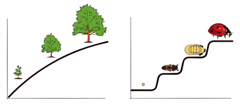 The graph to the left shows three stages in the continuous growth of a tree. The graph to the right shows four distinct stages of development in the life cycle of a ladybug.^[[Image](https://nobaproject.com/modules/cognitive-development-in-childhood) by [NOBA](https://nobaproject.com/) on [CC BY-NC-SA 4.0](https://creativecommons.org/licenses/by-nc-sa/4.0/deed.en_US)]