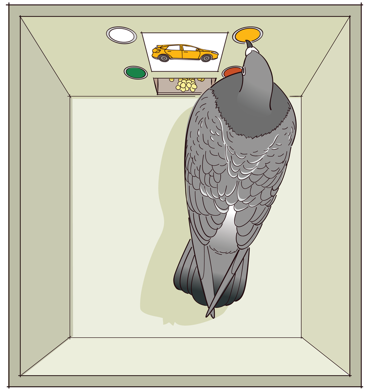 A pigeon pecks a button inside a Skinner box.