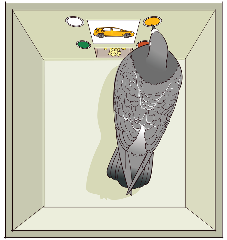 Classical conditioning and instrumental conditioning theory are examples of ________.