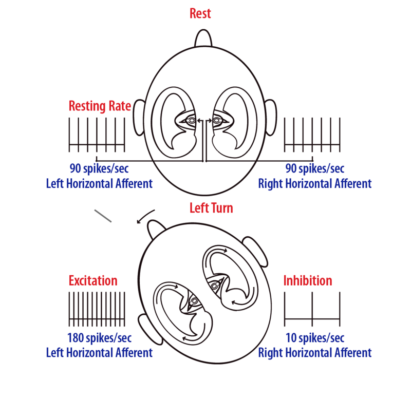 a part of hair are rotated on a horizontal angle and not vertical