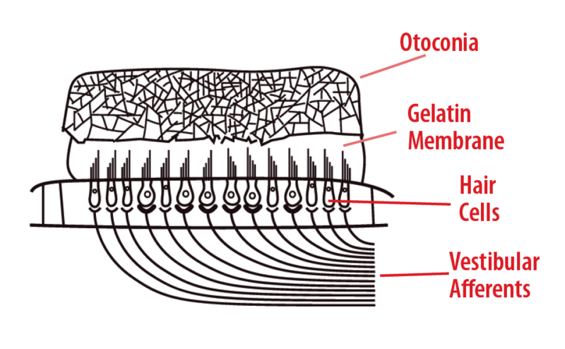 Anatomía de los receptores de otolitos.