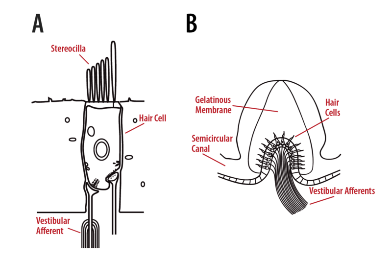 Células ciliadas receptoras y estructura de canal semicircular.