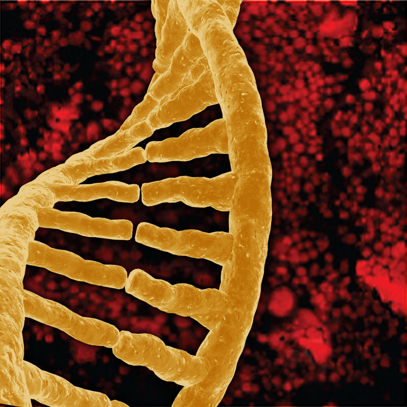 A DNA single strand.