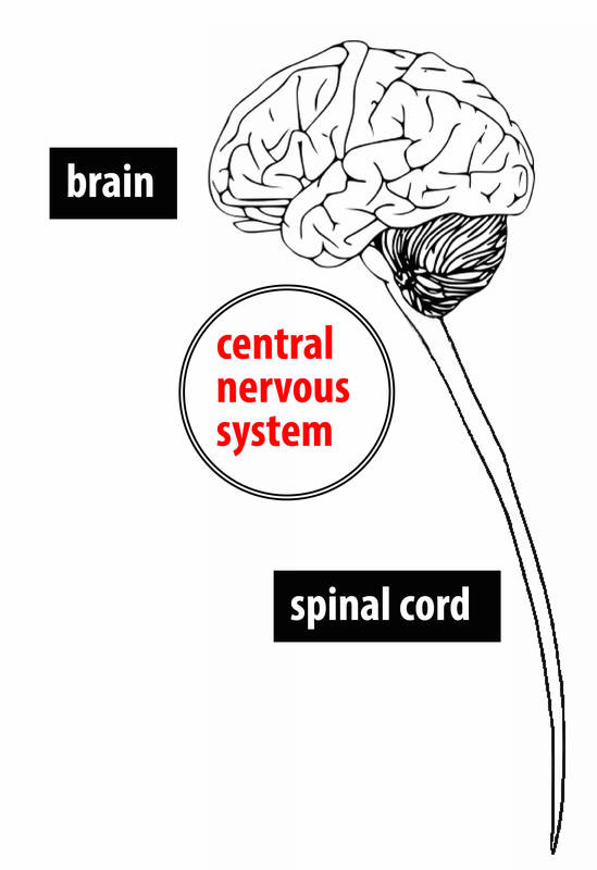 Un diagrama simple que muestra el cerebro y la médula espinal.