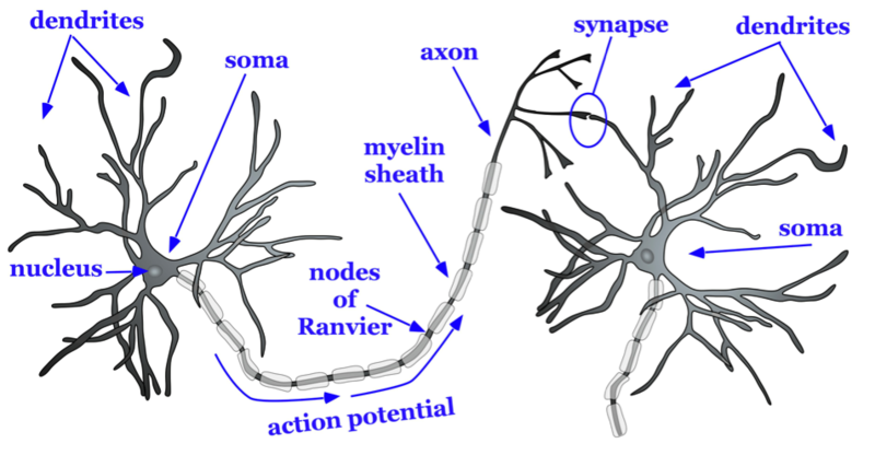 Neurons Diagram Labeled