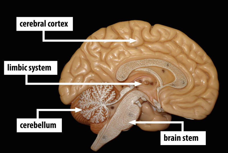 Un modelo muestra una sección transversal del cerebro humano con áreas etiquetadas: corteza cerebral, sistema límbico, cerebelo y tronco encefálico