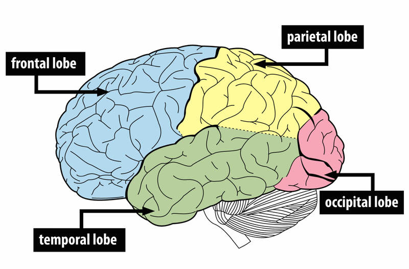 Una ilustración del cerebro que muestra los cuatro lóbulos: lóbulo frontal, lóbulo temporal, lóbulo parietal y lóbulo occipital.