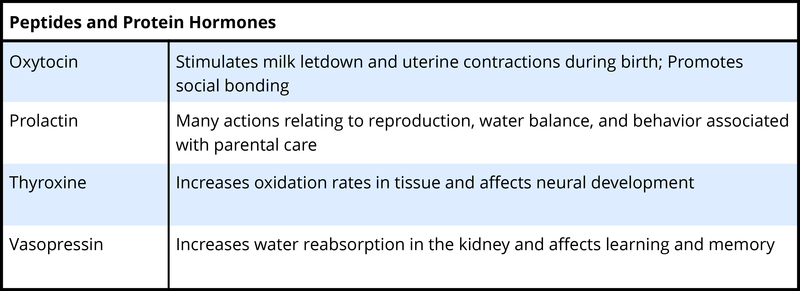 Properties Of Hormones Chart