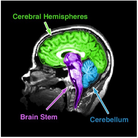 The Brain Noba