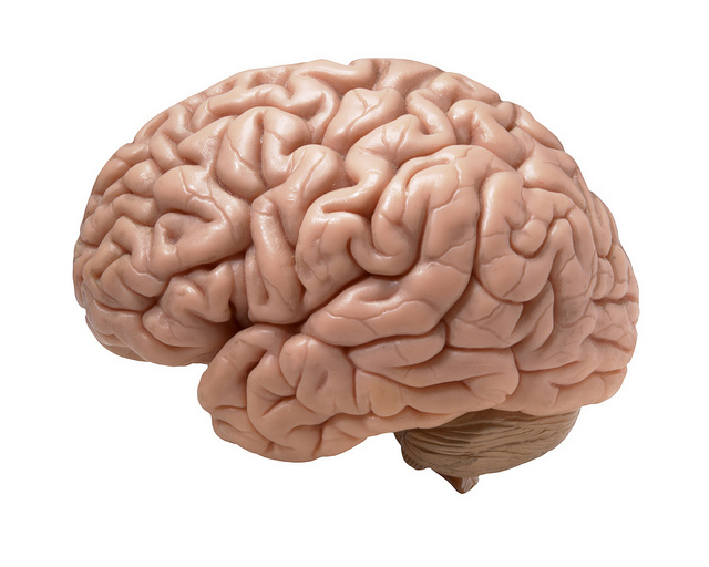Model of the human brain