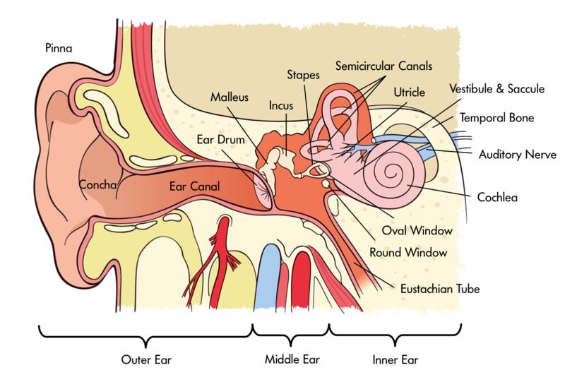 Esta figura representa un diagrama del oído humano. Marca las diversas piezas de anatomía asociadas con la audición, incluyendo, pero no limitado a, el tímpano, la cóclea y el nervio auditivo.