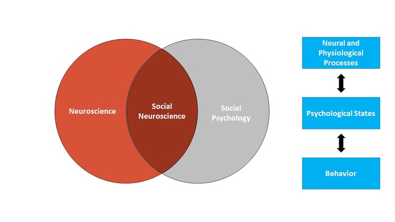 La Figura 1 se compone de dos partes. El primero es un diagrama de Venn que muestra la neurociencia social como un espacio de superposición entre la neurociencia y la psicología social. La segunda parte de la figura muestra la influencia bidireccional entre los procesos neuronales y fisiológicos y los estados psicológicos y entre los estados psicológicos y el comportamiento.