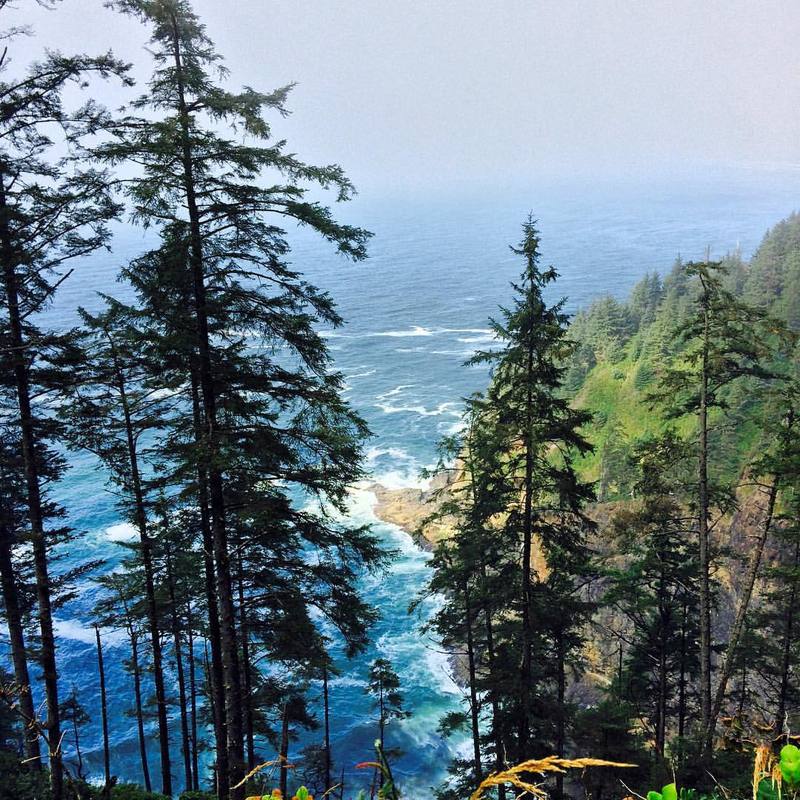 A view of the Pacific Ocean from high above seen through a group of fir trees.
