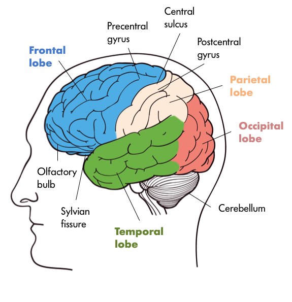 Four lobes of the brain – in the front we have the Frontal Lobe which contains the olfactory bulb and that is separated from the Parietal Lobe by the Precentral and Postcentral Gyri with Central Sulcus in the middle. Further at the back of the brain the Occipital Lobe, and further down, inferior to the Occipital Lobe is the Cerebellum and the Temporal lobe separated from the Frontal Lobe by Sylvian Fissure. 