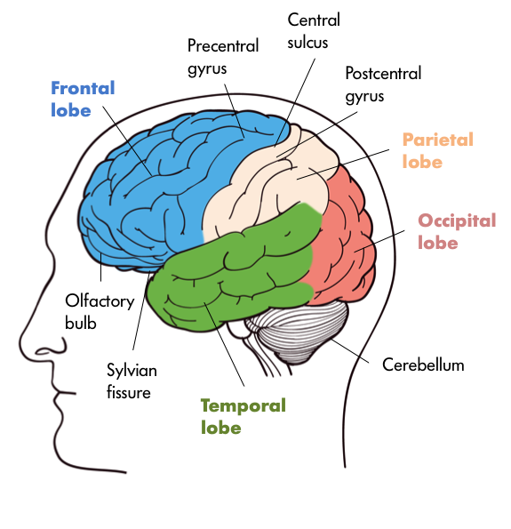 Four lobes of the brain – in the front we have the Frontal Lobe which contains the olfactory bulb and that is separated from the Parietal Lobe by the Precentral and Postcentral Gyri with Central Sulcus in the middle. Further at the back of the brain the Occipital Lobe, and further down, inferior to the Occipital Lobe is the Cerebellum and the Temporal lobe separated from the Frontal Lobe by Sylvian Fissure.