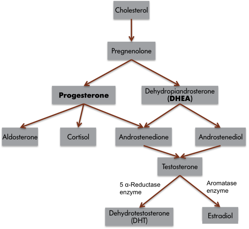 Hormones And Behavior Noba