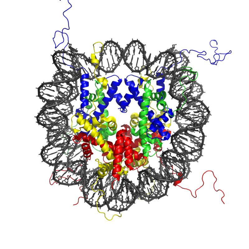 Model of a histone protein