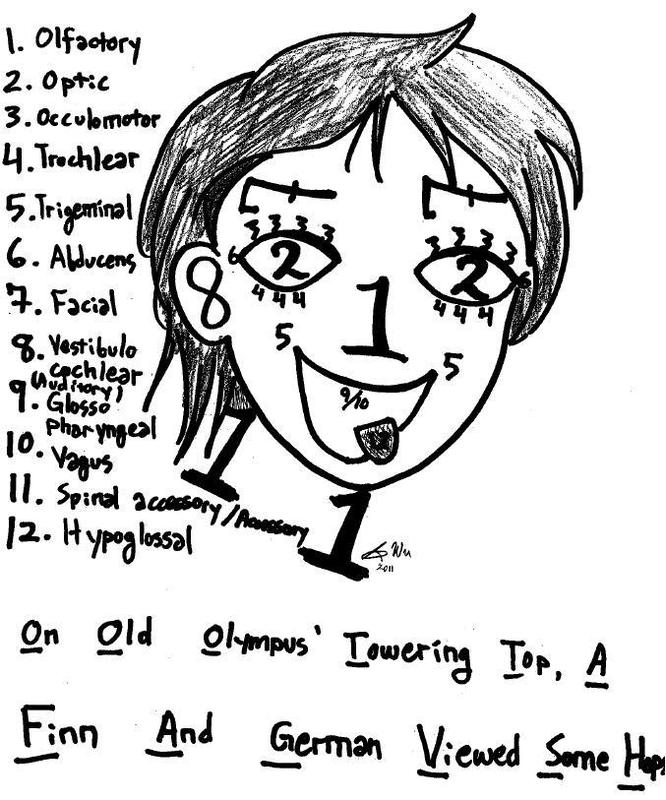 A student has used the numbers 1-12 to draw elements of the human face. Each number corresponds to a specific cranial nerve. For example, the number 1 is used to represent the nose on the face. Each of the twelve numbers also appears in a list next to the face. The number 1 on the list corresponds to the olfactory nerve. The drawing of the face shows the number two in the place where eyes would be found. The number two on the list is shown as the optic nerve. To tie the full list together, the student has used the first letter of each nerve in order from 1-12 to create a sentence which reads, "On Old Olympus' Towering Top, A Finn And German Viewed Some Hops."